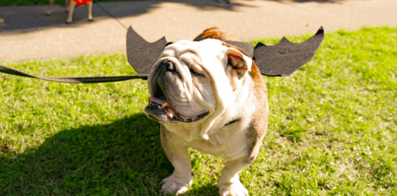 How to Crush the Midtown Pooch Parade (Zero Stress, Maximum Wag)